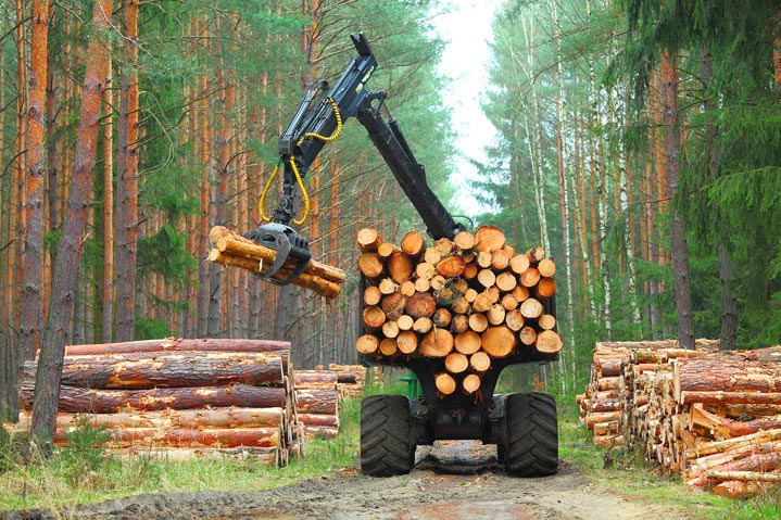 Le charme intemporel des meubles en bois massif : Durabilité et respect de l'environnement